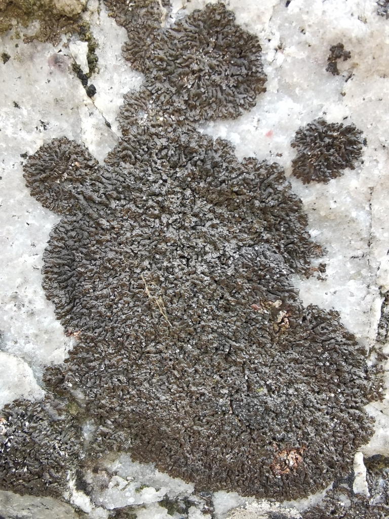 Mealy Camouflage Lichen