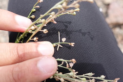 Asphodelus tenuifolius