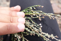 Asphodelus tenuifolius