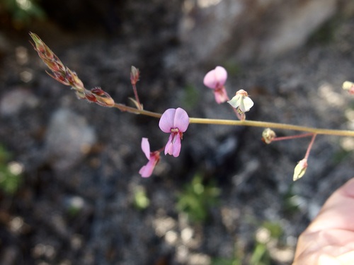 Image of Desmodium arizonicum by (c) Sue Carnahan, some rights reserved (CC BY)