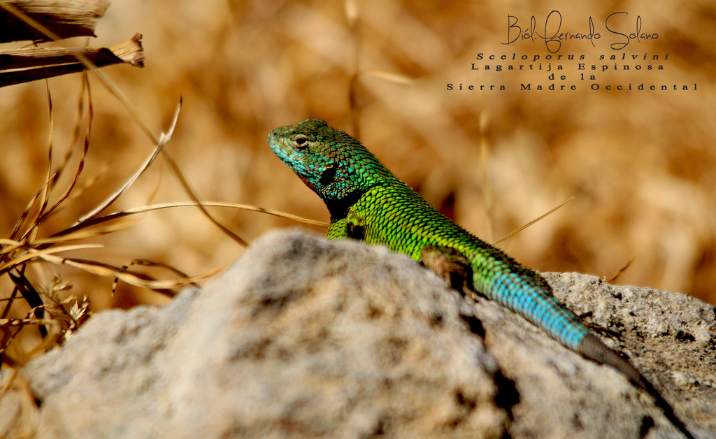 Tanner's Spiny Lizard (Sceloporus tanneri)