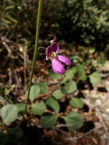 Image of Phaseolus ritensis by (c) Sue Carnahan, some rights reserved (CC BY)