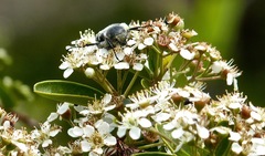 Trichiotinus texanus