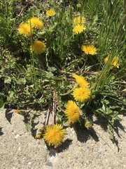 Taraxacum