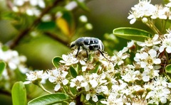 Trichiotinus texanus