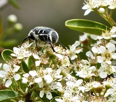 Trichiotinus texanus