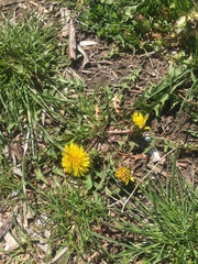 Taraxacum
