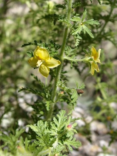 Eagle Pass Blacksenna (Seymeria bipinnatisecta)