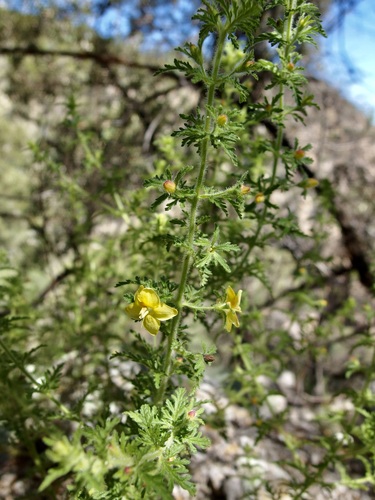 Image of Seymeria bipinnatisecta by (c) Sue Carnahan, some rights reserved (CC BY)
