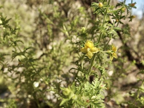 Image of Seymeria bipinnatisecta by (c) Sue Carnahan, some rights reserved (CC BY)