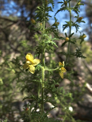 Image of Seymeria bipinnatisecta by (c) Sue Carnahan, some rights reserved (CC BY)