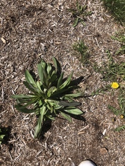 Plantago
