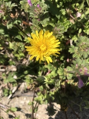 Taraxacum