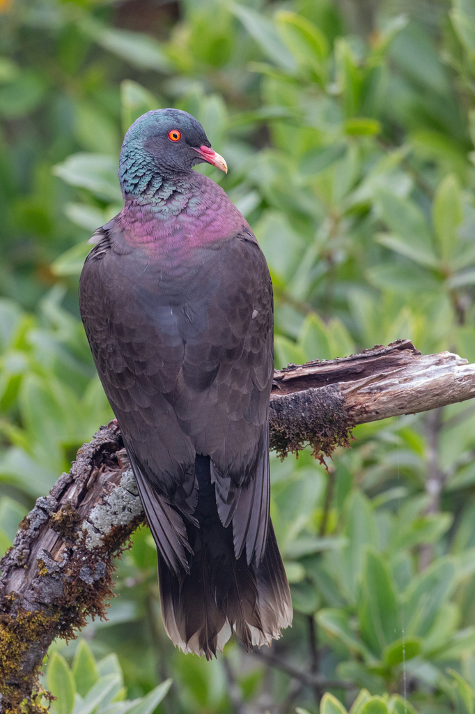 Laurel Pigeon