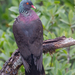 Laurel Pigeon - Photo (c) ludu57, some rights reserved (CC BY-NC)
