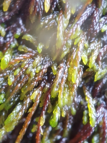 Image of Pterigynandrum filiforme by no rights reserved