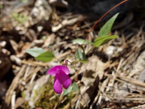 Pinos Altos Mountain bean (Phaseolus parvulus)