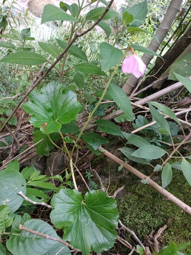 Image of Begonia veitchii by no rights reserved