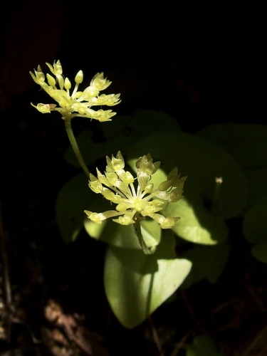 Image of Malaxis corymbosa by (c) Sue Carnahan, some rights reserved (CC BY)