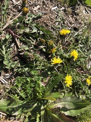 Taraxacum