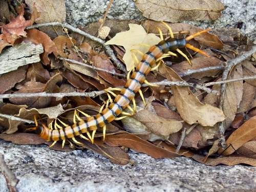 Giant Desert Centipede