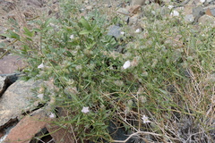 Convolvulus virgatus