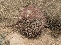 Homalocephala polycephala