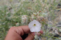 Convolvulus virgatus
