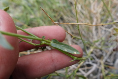 Convolvulus virgatus