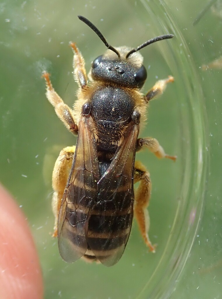 Halictus patellatus