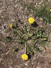 Taraxacum