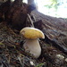Boletus edulis citrinus - Photo (c) Duverger Damien, some rights reserved (CC BY-SA)