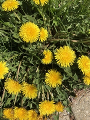 Taraxacum