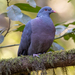 Bolle's Pigeon - Photo (c) ludu57, some rights reserved (CC BY-NC)