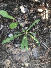 Taraxacum officinale