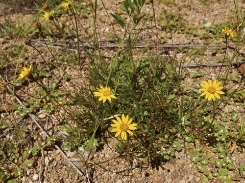 Image of Pectis longipes by (c) Sue Carnahan, some rights reserved (CC BY)