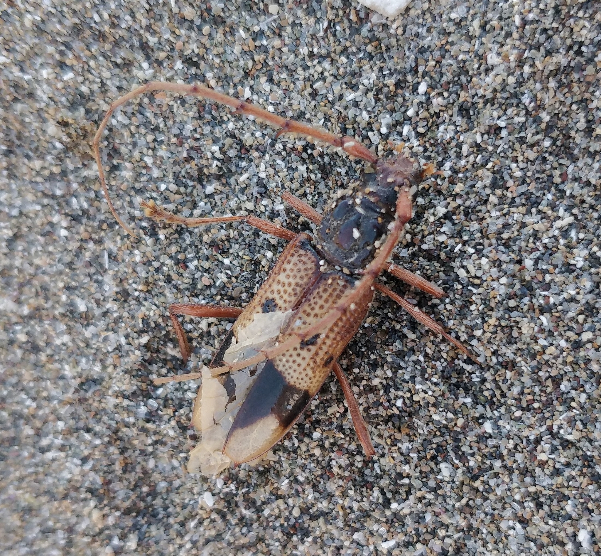 Phoracantha recurva