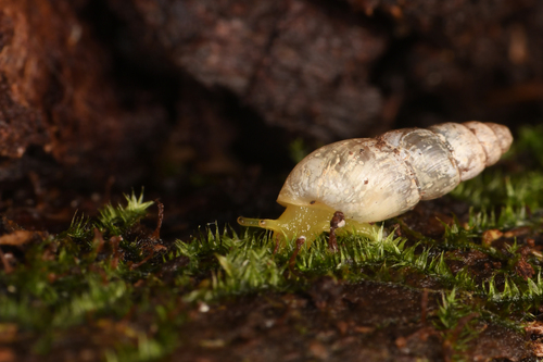 Spiked Awlsnail, photo 2 of 10