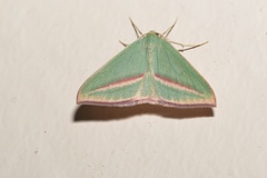 Chlorerythra rubriplaga