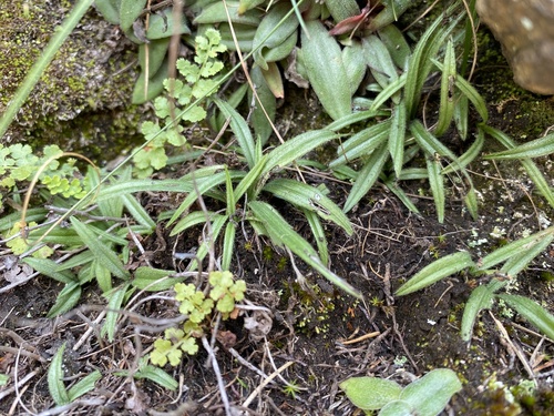 Rhodohypoxis baurii iNat (3)
