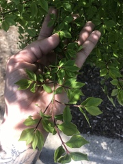 Euonymus