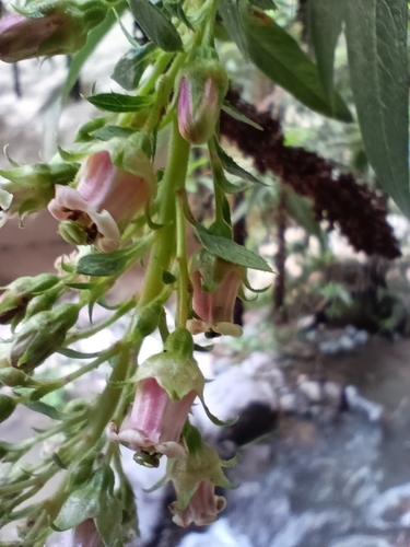 Image of Escallonia pendula by no rights reserved