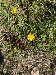 Taraxacum