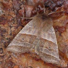 Eupsilia devia