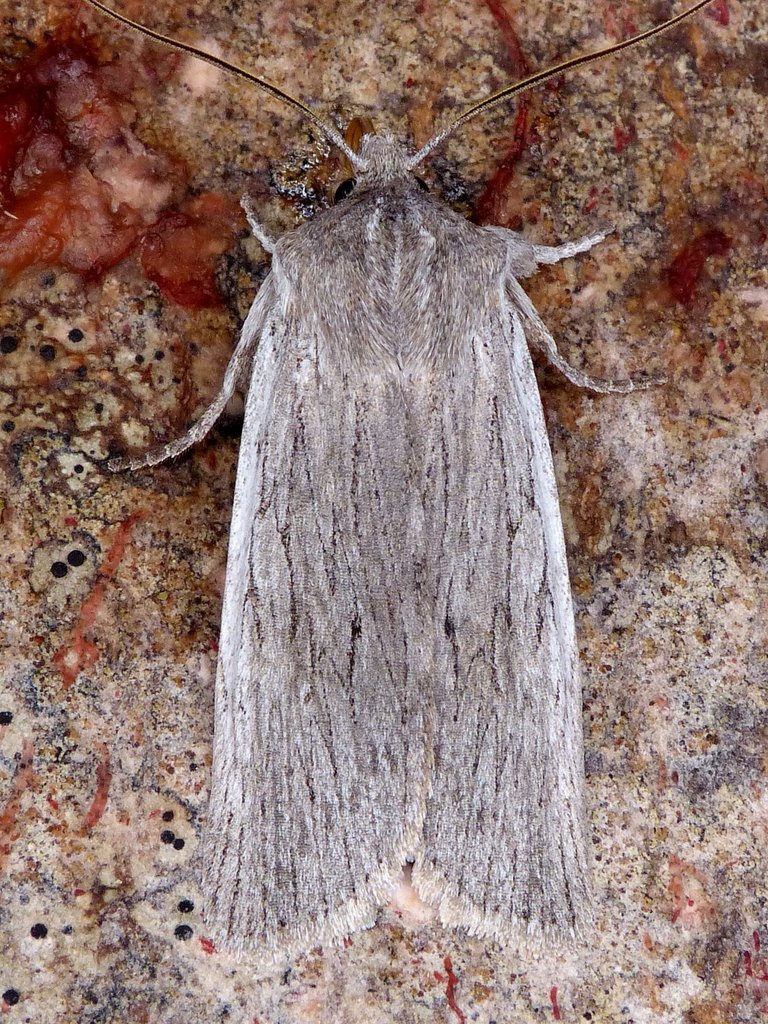 Hoary Pinion and Allies