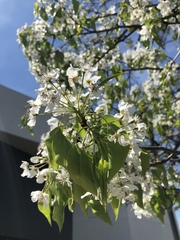 Pyrus calleryana