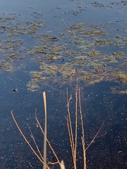 Trachemys scripta elegans