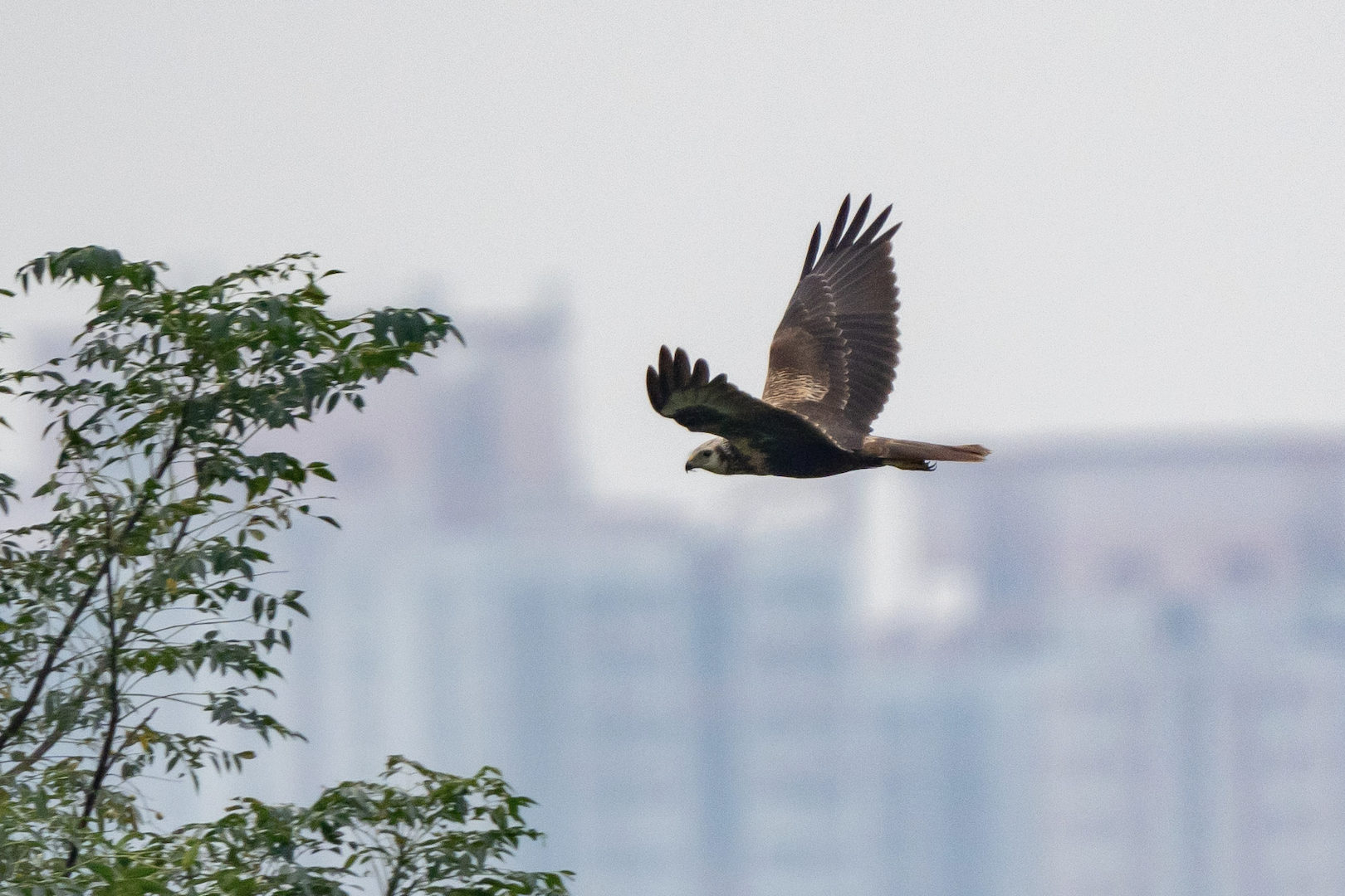Eastern Marsh Harrier