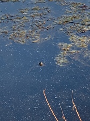 Trachemys scripta elegans