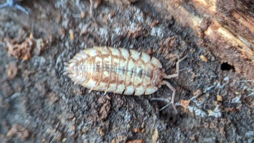 Common Shiny Woodlouse, Noordwijkerhout, Nederland, photo 5 of 10